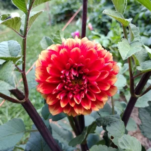 40+ Lowrider Dahlia Seeds Mix - Pollinator Friendly, Heirloom Flower Seeds - Image 5