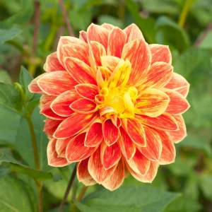 40+ Lowrider Dahlia Seeds Mix - Pollinator Friendly, Heirloom Flower Seeds - Image 6