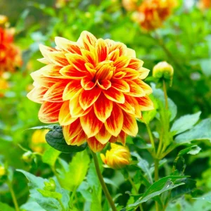 40+ Lowrider Dahlia Seeds Mix - Pollinator Friendly, Heirloom Flower Seeds - Image 7