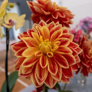 40+ Lowrider Dahlia Seeds Mix - Pollinator Friendly, Heirloom Flower Seeds - Image 8