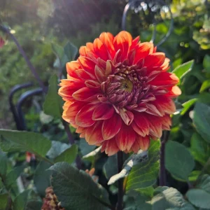 40+ Lowrider Dahlia Seeds Mix - Pollinator Friendly, Heirloom Flower Seeds - Image 9