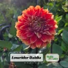 40+ Lowrider Dahlia Seeds Mix - Pollinator Friendly, Heirloom Flower Seeds - Image 1