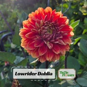 40+ Lowrider Dahlia Seeds Mix - Pollinator Friendly, Heirloom Flower Seeds - Image 1