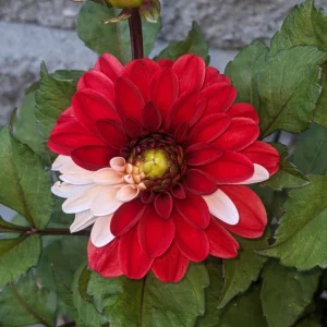 40+ Pacific Time Dahlia Seeds - Pollinator Friendly Heirloom Flower Seeds - Image 13