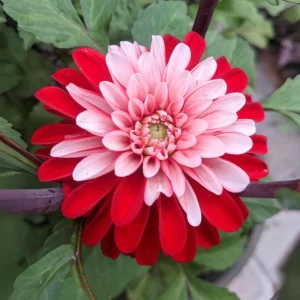 40+ Pacific Time Dahlia Seeds - Pollinator Friendly Heirloom Flower Seeds - Image 14
