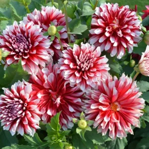40+ Pacific Time Dahlia Seeds - Pollinator Friendly Heirloom Flower Seeds - Image 2