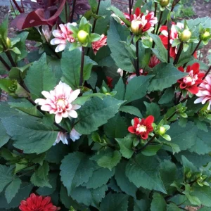40+ Pacific Time Dahlia Seeds - Pollinator Friendly Heirloom Flower Seeds - Image 4