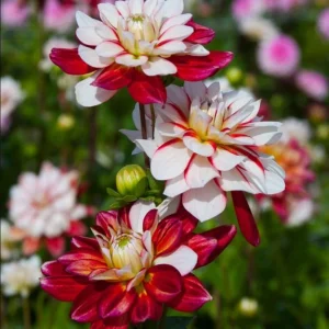40+ Pacific Time Dahlia Seeds - Pollinator Friendly Heirloom Flower Seeds - Image 5