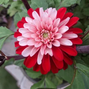 40+ Pacific Time Dahlia Seeds - Pollinator Friendly Heirloom Flower Seeds - Image 6