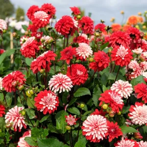 40+ Pacific Time Dahlia Seeds - Pollinator Friendly Heirloom Flower Seeds - Image 7
