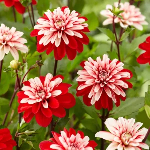 40+ Pacific Time Dahlia Seeds - Pollinator Friendly Heirloom Flower Seeds - Image 8