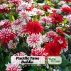40+ Pacific Time Dahlia Seeds - Pollinator Friendly Heirloom Flower Seeds - Image 1
