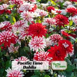 40+ Pacific Time Dahlia Seeds - Pollinator Friendly Heirloom Flower Seeds - Image 1
