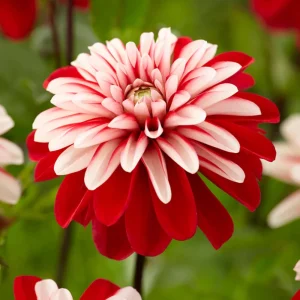 40+ Pacific Time Dahlia Seeds - Pollinator Friendly Heirloom Flower Seeds - Image 9