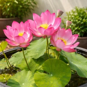5+ Tiny Girl Micro Lotus Seeds - Nelumbo Nucifera Miniature Water Lily for Pots - Image 10