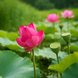 5+ Tiny Girl Micro Lotus Seeds - Nelumbo Nucifera Miniature Water Lily for Pots - Image 6