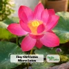 5+ Tiny Girl Micro Lotus Seeds - Nelumbo Nucifera Miniature Water Lily for Pots - Image 1