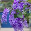 Purple Queen's Wreath Vine Live Plant -4-6 Inch Tall FLOWER Climber