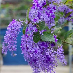 Purple Queen's Wreath Vine Live Plant -4-6 Inch Tall FLOWER Climber