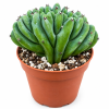 Blue Candle Crest Cactus-Myrtillocactus Geometrizans Cristata, Live Plant, Drought Tolerate,Easy to Grow indoor/Outdoor. In 4” Pot
