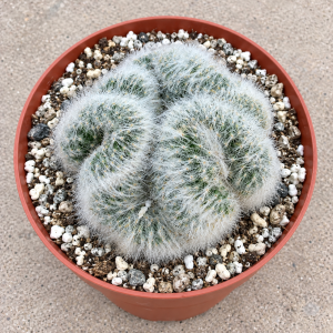 Brain Cactus Cristata, Mammillaria Baumii, 6" Pot