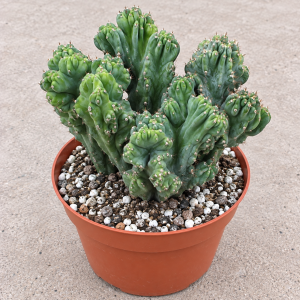 Cereus Forbesii Monstrose Live Plant - Ming Thing Cactus, 2 Gallon