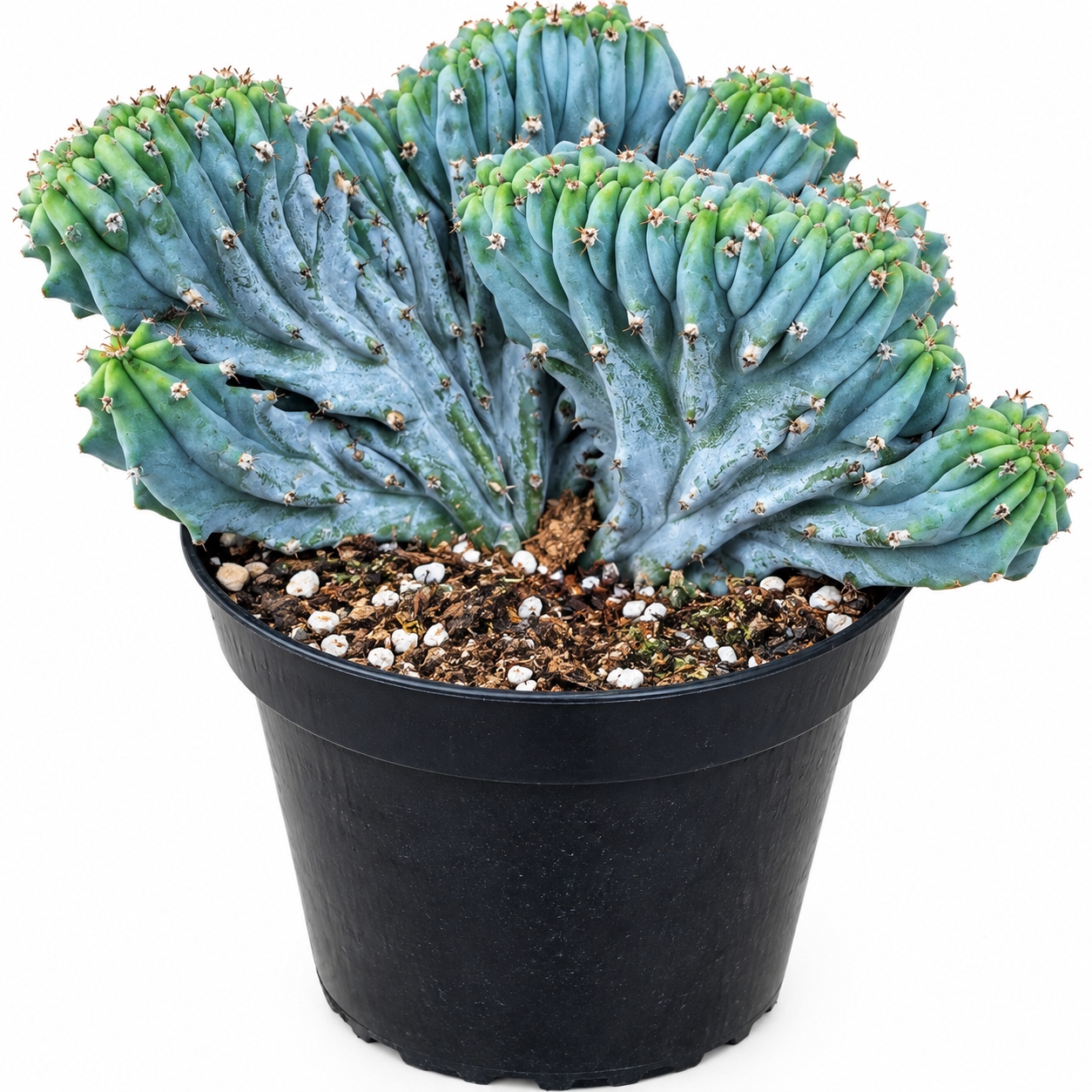 Crested Blue Candle Cactus Live Plant - Myrtillocactus Geometrizans