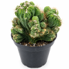 Crested Cactus Plant, Cereus Duende, Easy to Grow