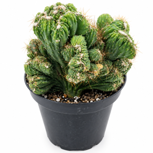 Crested Cactus Plant, Cereus Duende, Easy to Grow