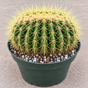 Rare Large Crested Golden Barrel Cactus – Echinocactus Grusonii Cristatus Cactus