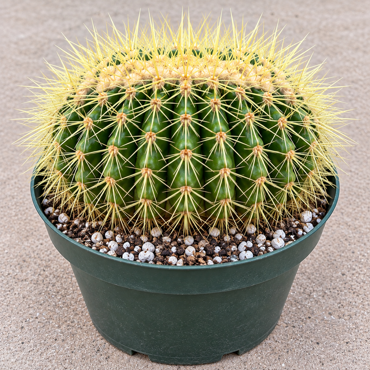 Rare Large Crested Golden Barrel Cactus – Echinocactus Grusonii Cristatus Cactus