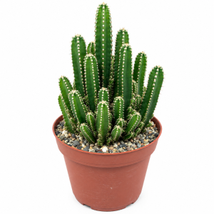 Rare 8” Fairy Castle Cactus, Acanthocereus Tetragonus, Easy to Grow