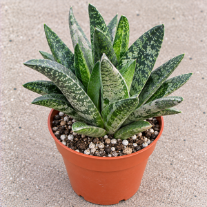 Gasteria Hybrid Aloe Live Succulent Plant – Easy Care Houseplant – 6 inch Pot