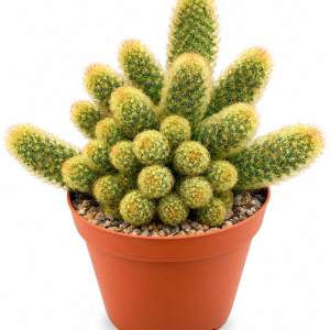 Gold Lace Ladyfingers Cactus Live Plant - Mammillaria Elongata - Drought Tolerant Succulent