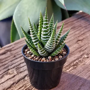 Haworthia Zebra Plant - Live Succulent - Easy Grow Indoor Plant