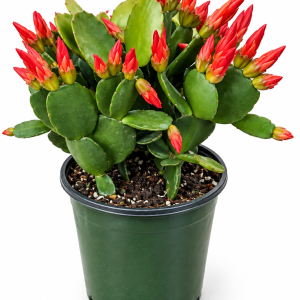 Red Spring Cactus Live Plant - Rhipsalidopsis Succulent, 4 Inch Pot, Indoor
