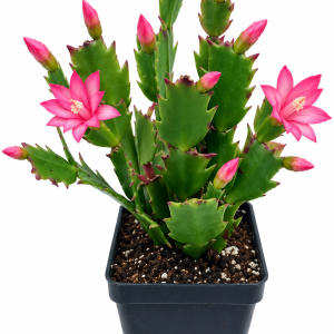 4" Pastel Pink Holiday Cactus Live Plant – Zygo Schlumbergera – Easy Indoor/Outdoor