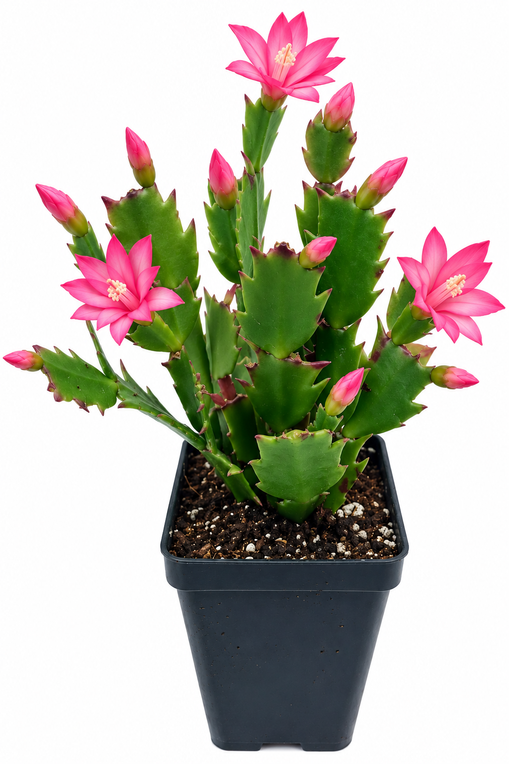 4" Pastel Pink Holiday Cactus Live Plant – Zygo Schlumbergera – Easy Indoor/Outdoor