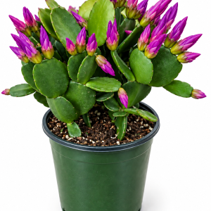 4” Purple Spring Cactus Plant – Rhipsalidopsis Live Succulent.
