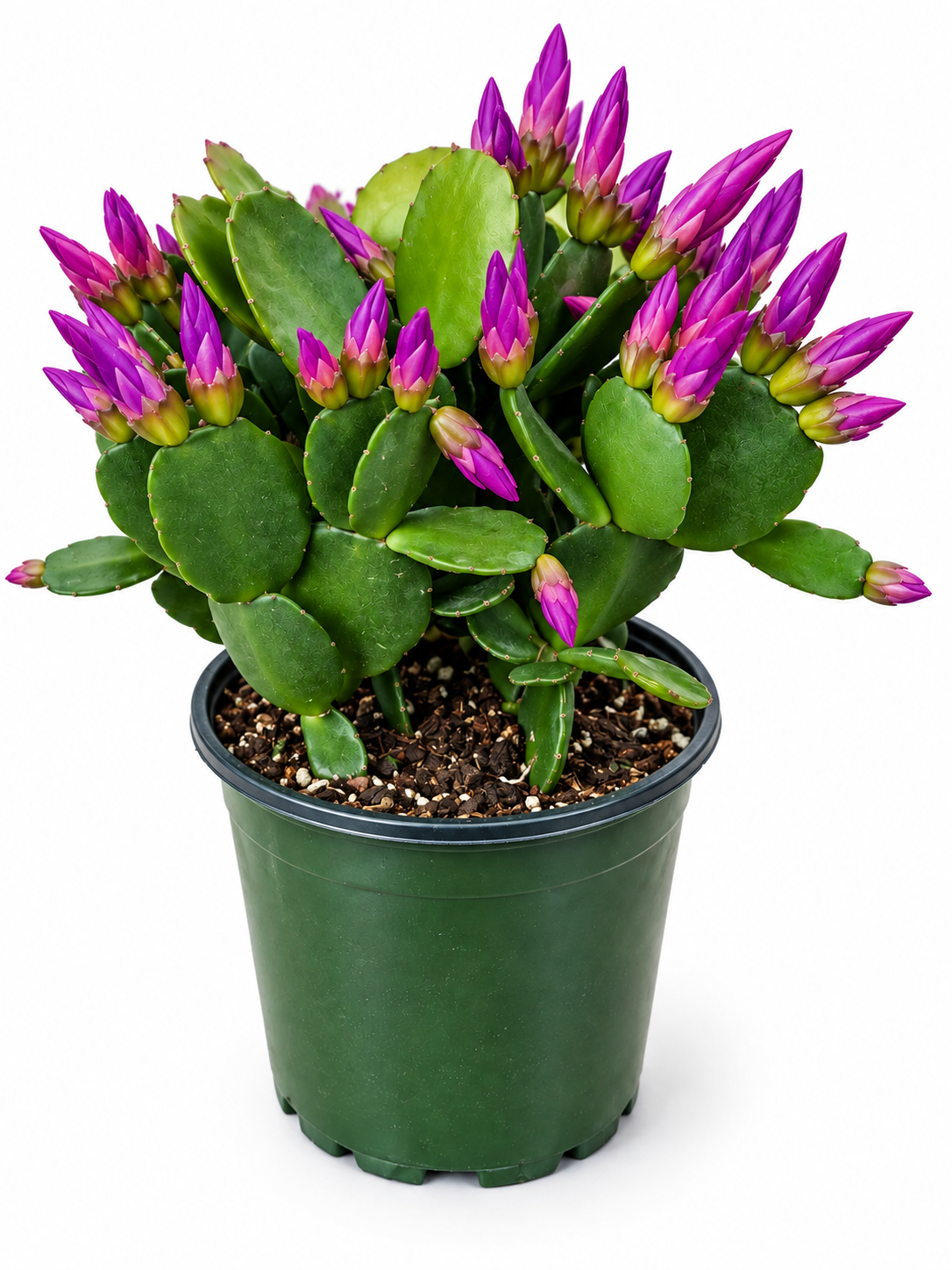 4” Purple Spring Cactus Plant – Rhipsalidopsis Live Succulent.