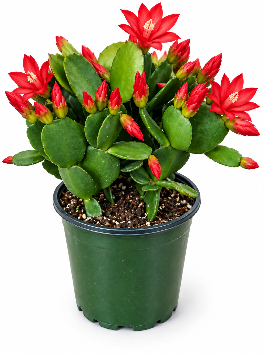 4" Red Holiday Cactus Live Plant-Zygo Cactus Schlumbergera, Easy to Grow, for Holidays/Thanksgiving/Christmas. Bloom in Winter