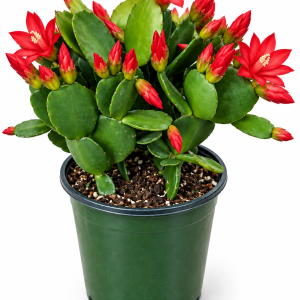 Red Holiday Cactus Live Plant - 4 inch Schlumbergera - Indoor Flowering Plant