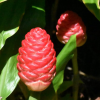 5 Awapuhi Shampoo Ginger Rhizomes - Zingiber Zerumbet Pinecone Ginger Roots