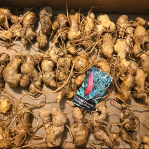 5 Awapuhi Shampoo Ginger Rhizomes - Zingiber Zerumbet Pinecone Ginger Roots - Image 6