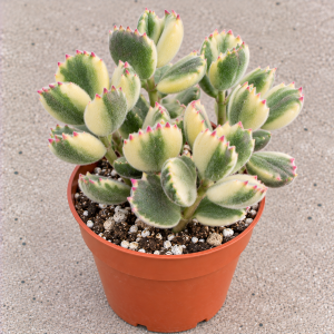 4" Variegated Bear Paw Succulent Live Plant - Cotyledon Tomentosa, Pet Friendly