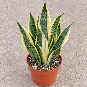 6 inch Dwarf Variegated Snake Plant Live, Rosette Sansevieria Trifasciata, Potted Houseplant
