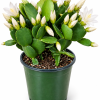 4" White Spring Cactus Live Plant-Rhipsalidopsis. Newly Planted, Beautiful Color, Rooted w/ Multiple Segments. Ships no pot.