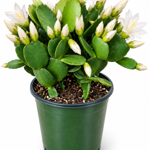 4" White Spring Cactus Live Plant-Rhipsalidopsis. Newly Planted, Beautiful Color, Rooted w/ Multiple Segments. Ships no pot.