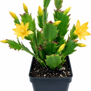 Yellow Holiday Cactus Live Plant - 2 inch Pot - Schlumbergera Easy Grow Indoor