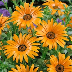 African Daisy Mix Seeds - Perennial Flower Seeds - 100 Seeds - Non-GMO - Image 10